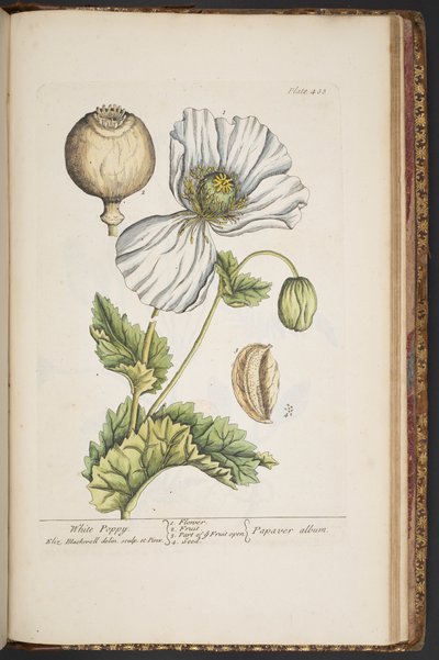 Tavola 483, da 