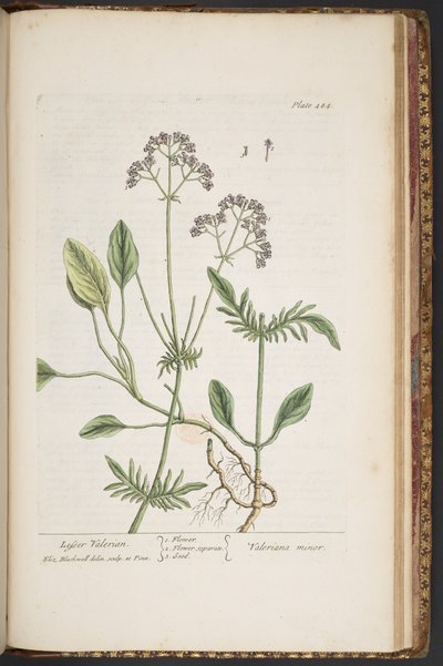 Tavola 484, da 