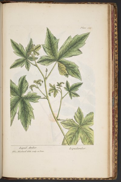 Tavola 485, da 