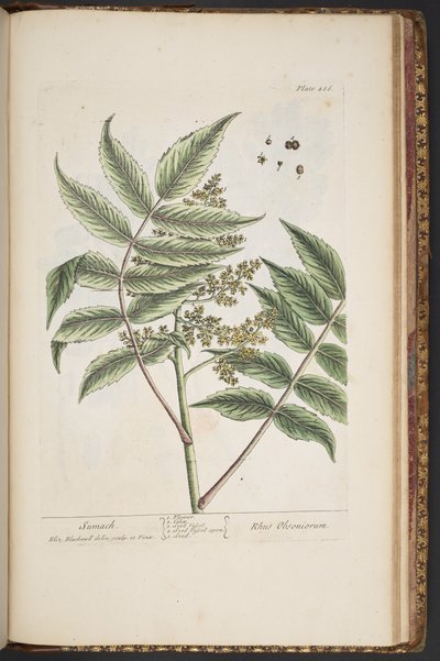 Tavola 486, da 
