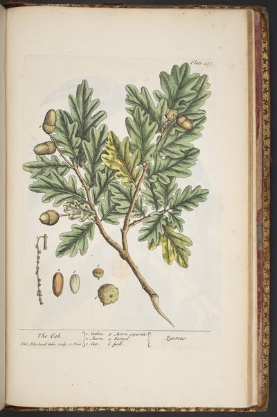 Tavola 487, da 