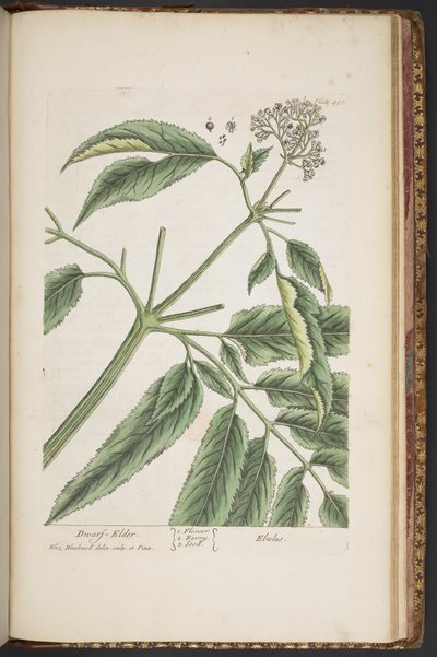 Tavola 488, da 