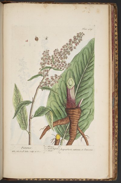 Tavola 489, da 
