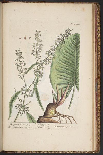 Tavola 490, da 