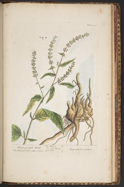 Tavola 491, da 
