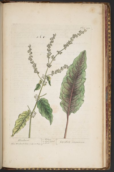 Tavola 492, da 