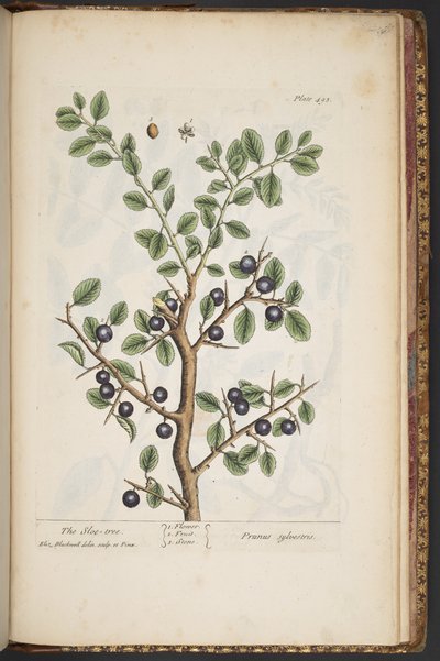 Tavola 493, da 