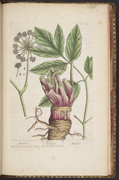 Tavola 495, da 