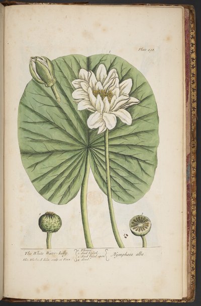 Tavola 497, da 