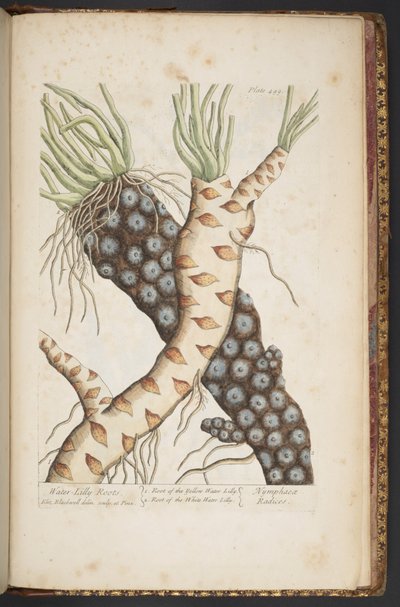 Tavola 498, da 