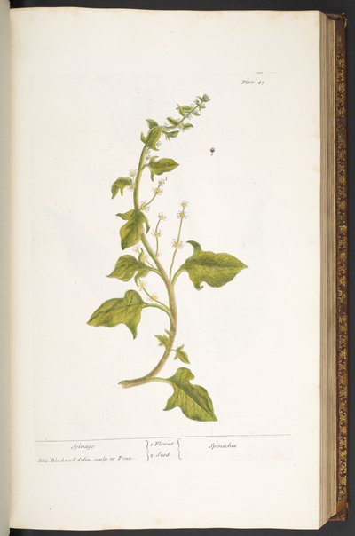 Tavola 49, Spinaci, da 