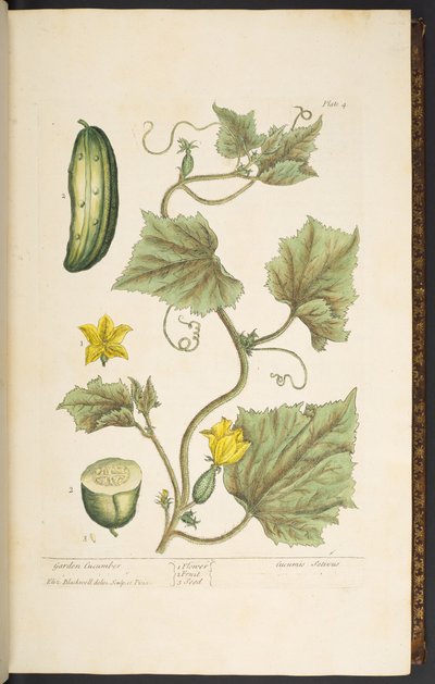 Tavola 4, Cetriolo da giardino, da 