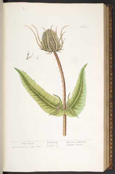 Tavola 50, Wild Teasel, da 