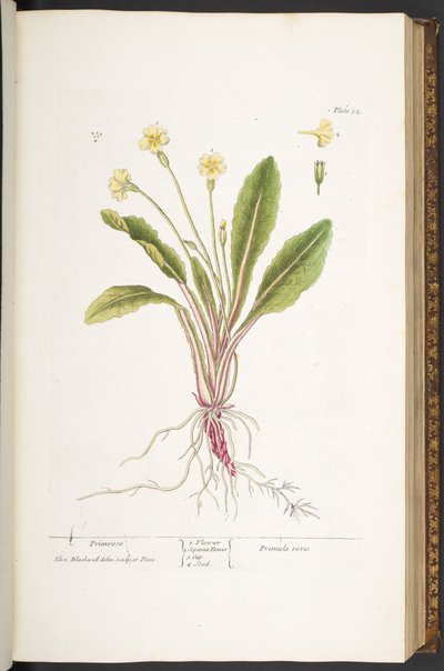 Tavola 52, Primula, da 
