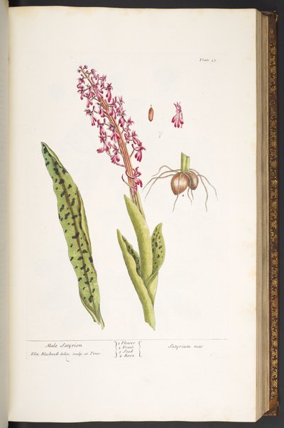 Tavola 53, Satyrion maschio, da 
