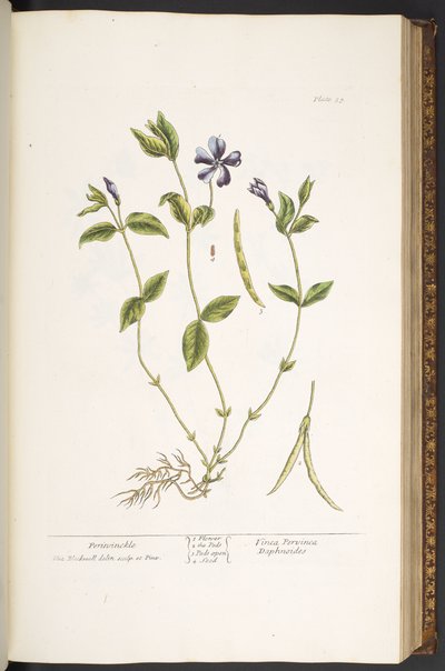 Tavola 59, Pervinca, da 