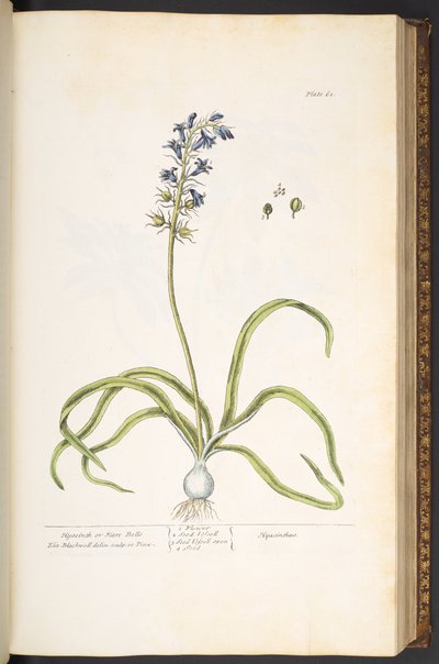 Tavola 61, Giacinto o Campanule, da 