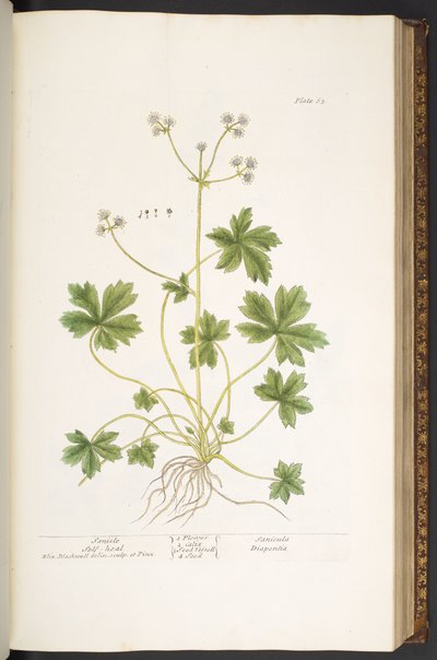 Tavola 63, Sanicola Auto-guarigione, da 