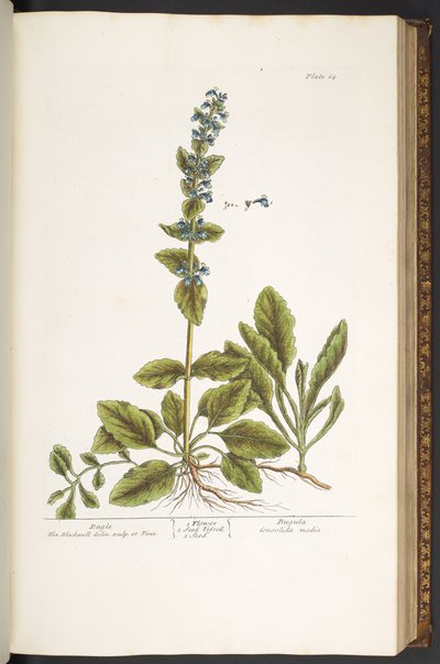 Tavola 64, Bugola, da 