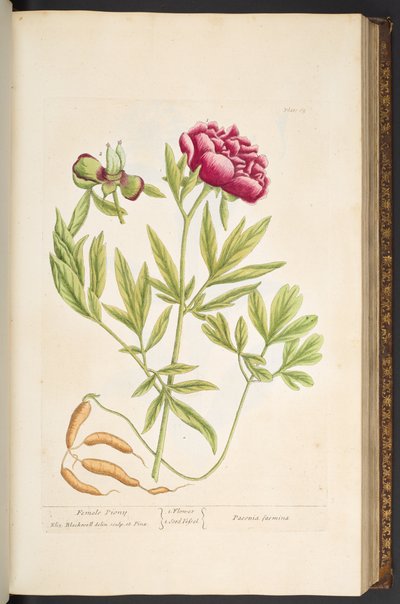 Tavola 65, da 