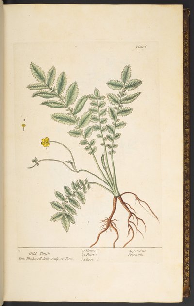 Tavola 6, Tanaceto selvatico, da 