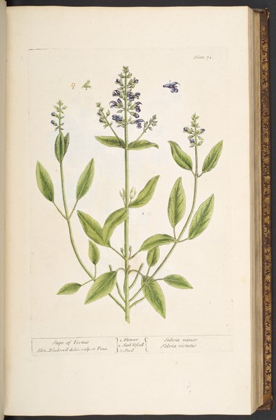 Tavola 71, da 