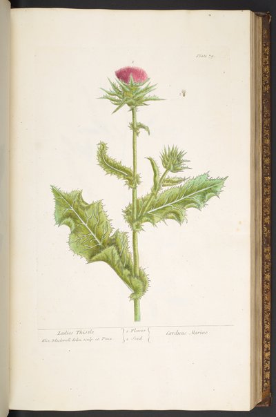 Tavola 79, Cardo dei signori, da 