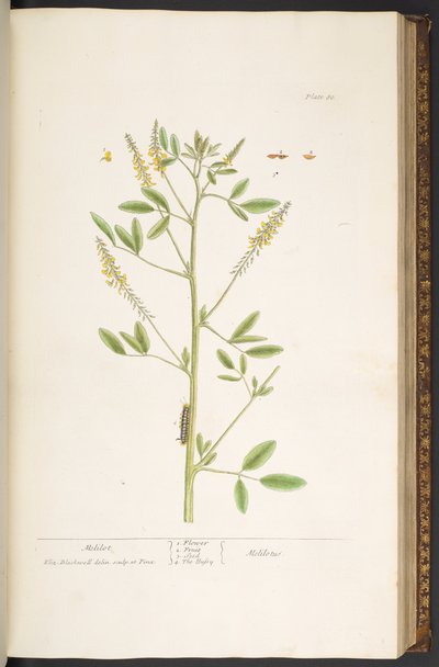 Tavola 80, da 