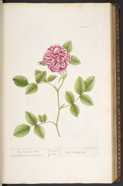 Tavola 82, Rosa damascena, da 
