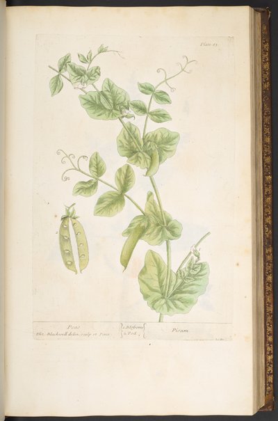 Tavola 83, da 