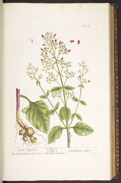 Tavola 87, da 
