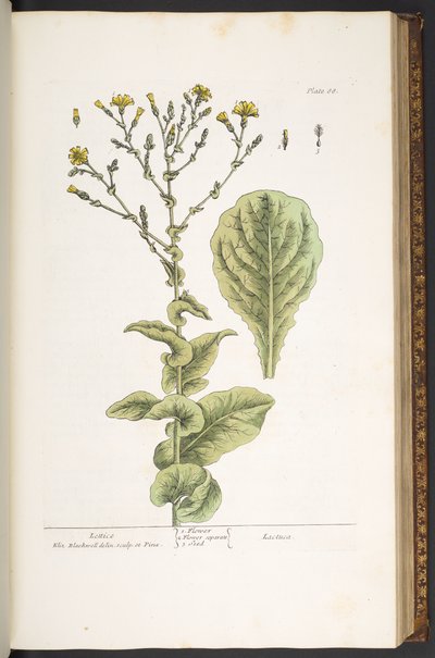 Tavola 88, da 
