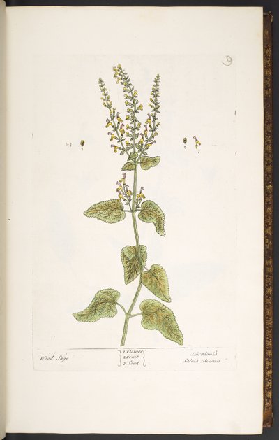 Tavola 9, Salvia dei boschi, da 