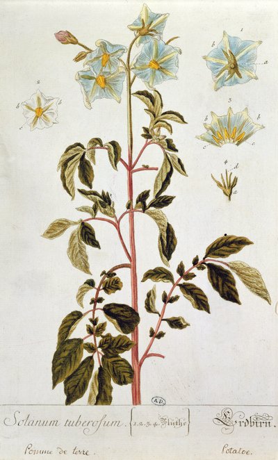 Fiori di patata, tavola da 
