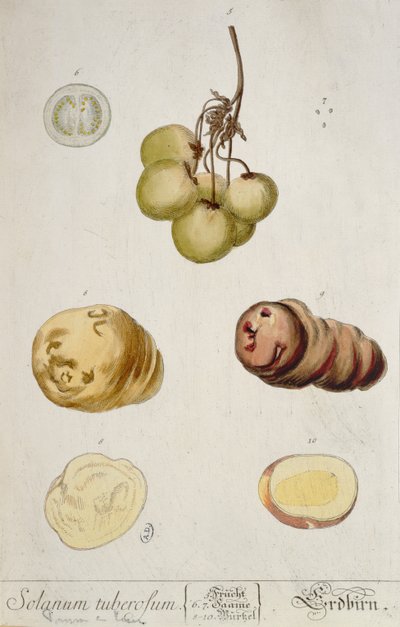 Tuberi di patata, tavola da 