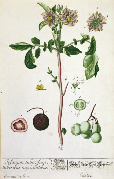 Pianta e frutto di patata, tavola da 