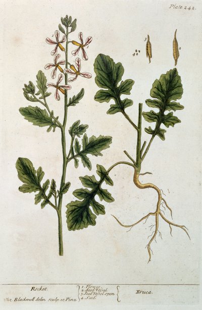 Rucola, tavola 242 da 