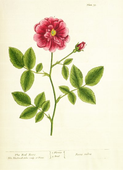 Rosa: Gallica, da 