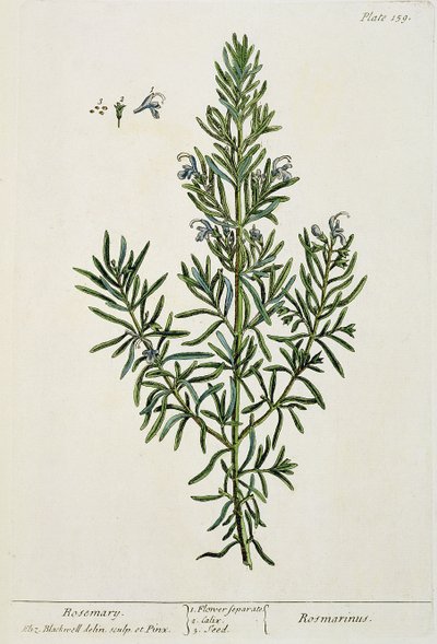 Rosmarinus Officinalis, da 