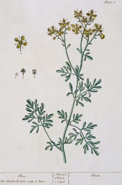 Ruta, tavola 7 da 