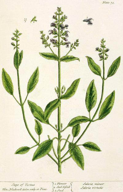 Salviam da 