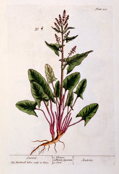 Acetosa, tavola 230 da 