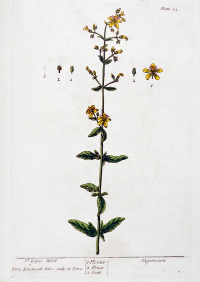 Erba di San Giovanni, 1782 da Elizabeth Blackwell