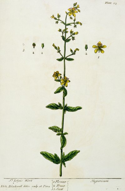 Erba di San Giovanni, tavola 15 da 