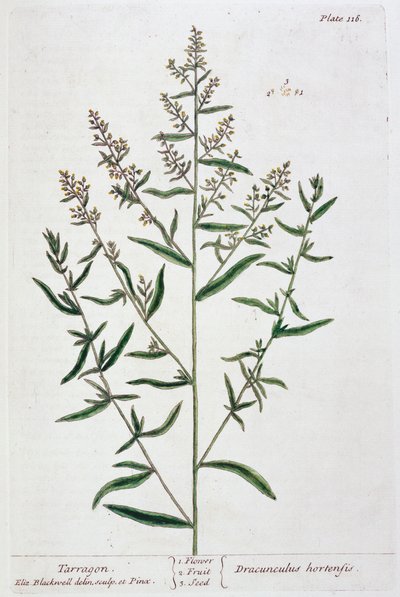 Dragoncello da Elizabeth Blackwell