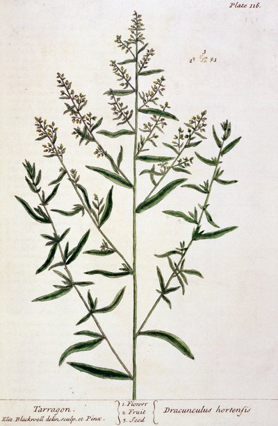 Dragoncello, tavola 116 da 