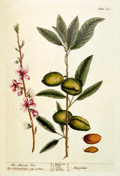 Il mandorlo, tavola 105 da 