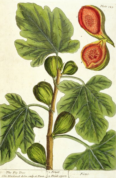 Il fico, tavola 125 da 