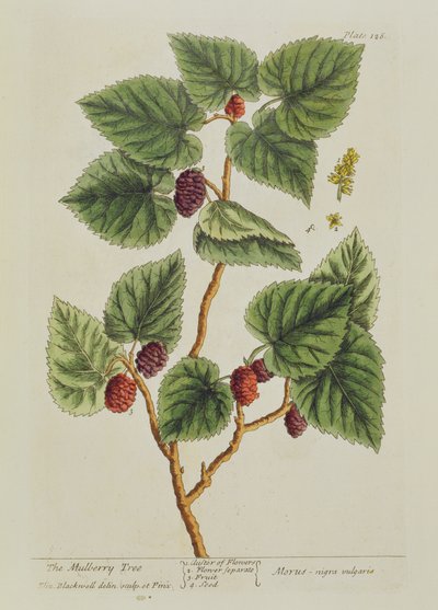 Il gelso, tavola 126 da 