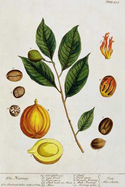 La noce moscata, tavola 353 da 